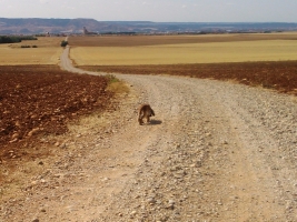 Afueras de Meco